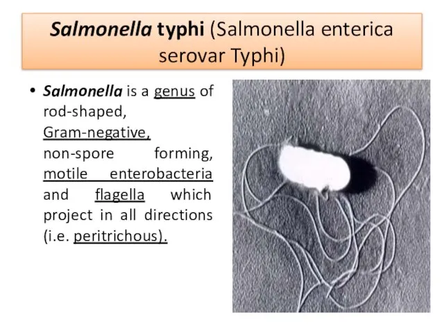 Salmonella typhi (Salmonella enterica serovar Typhi) Salmonella is a genus of rod-shaped,