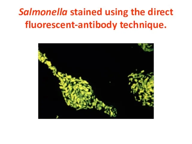 Salmonella stained using the direct fluorescent-antibody technique.