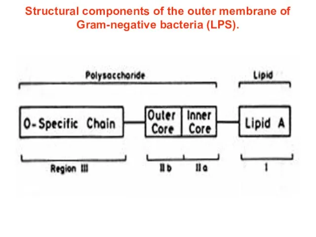 Structural components of the outer membrane of Gram-negative bacteria (LPS).