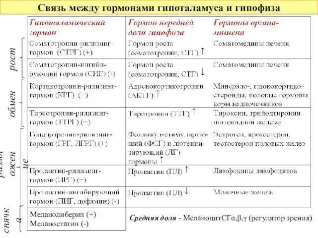 Связь между гормонами гипоталамуса и гипофиза рост обмен размножение Меланолиберин (+) Меланостатин