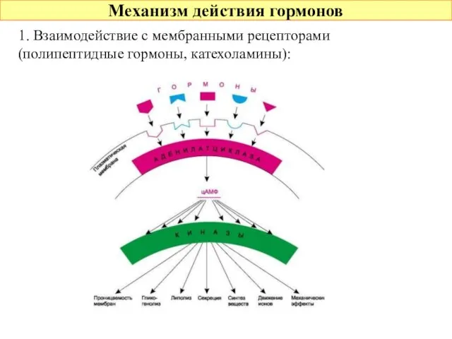 Механизм действия гормонов 1. Взаимодействие с мембранными рецепторами (полипептидные гормоны, катехоламины):