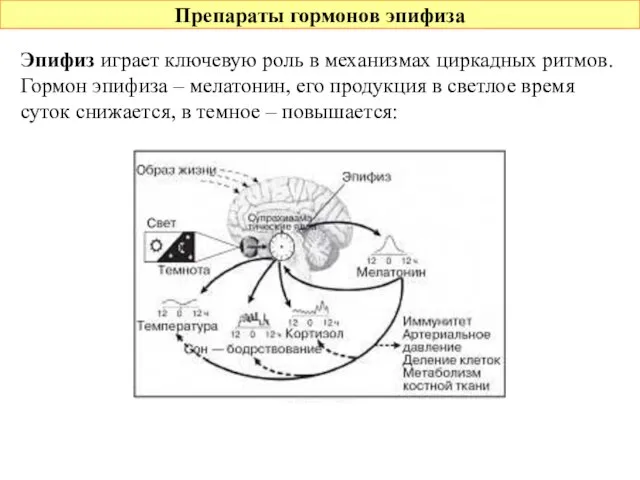 Препараты гормонов эпифиза Эпифиз играет ключевую роль в механизмах циркадных ритмов. Гормон