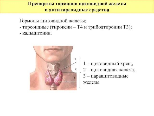 Препараты гормонов щитовидной железы и антитиреоидные средства Гормоны щитовидной железы: - тиреоидные