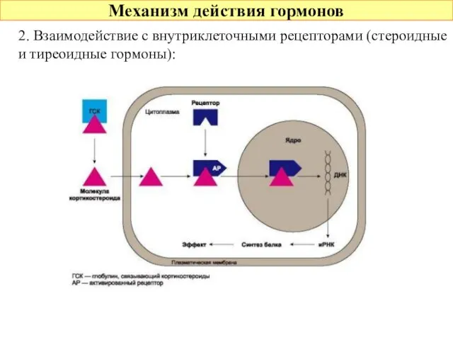Механизм действия гормонов 2. Взаимодействие с внутриклеточными рецепторами (стероидные и тиреоидные гормоны):