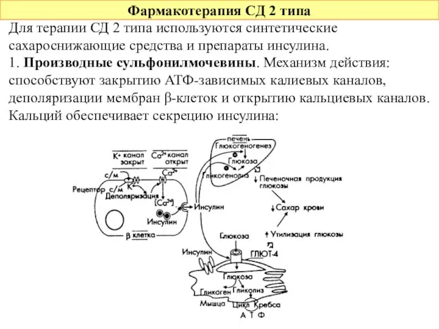 Фармакотерапия СД 2 типа Для терапии СД 2 типа используются синтетические сахароснижающие