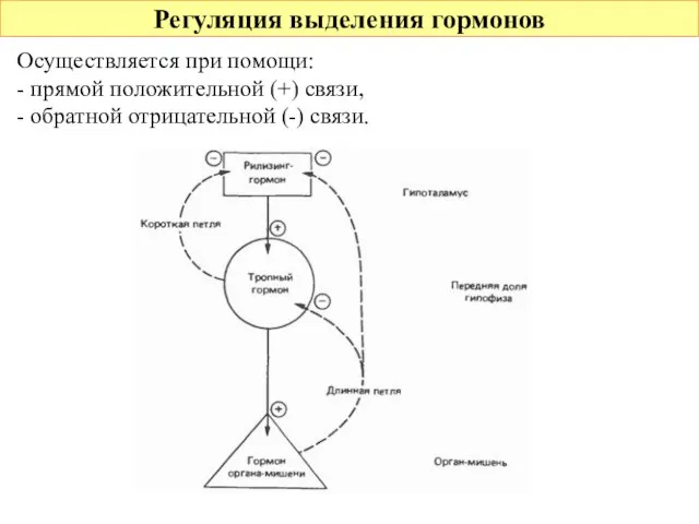 Регуляция выделения гормонов Осуществляется при помощи: - прямой положительной (+) связи, - обратной отрицательной (-) связи.