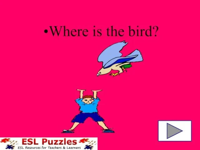 Where is the bird?
