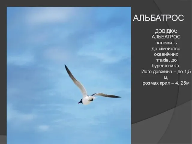 АЛЬБАТРОС ДОВІДКА: АЛЬБАТРОС належить до сімейства океанічних птахів, до буревісників. Його довжина
