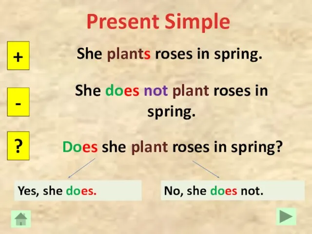 Present Simple She plants roses in spring. + - ? She does