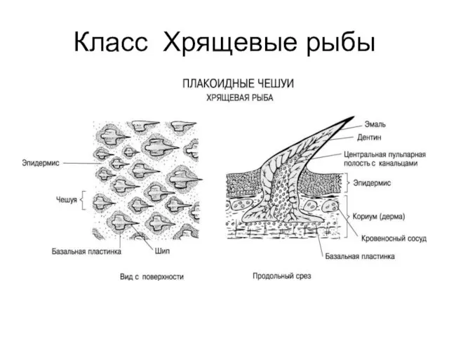 Класс Хрящевые рыбы