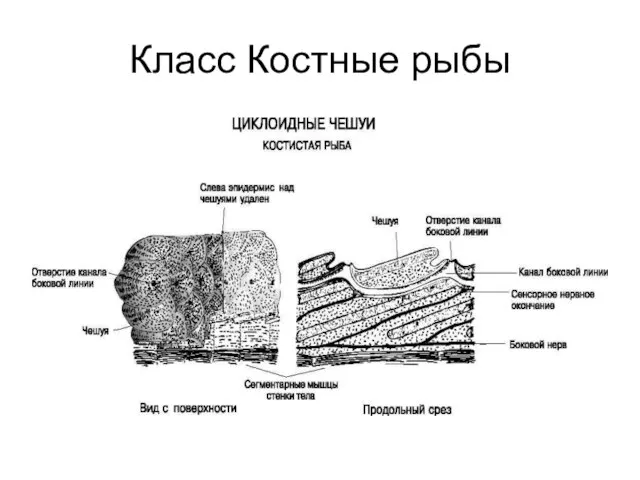 Класс Костные рыбы