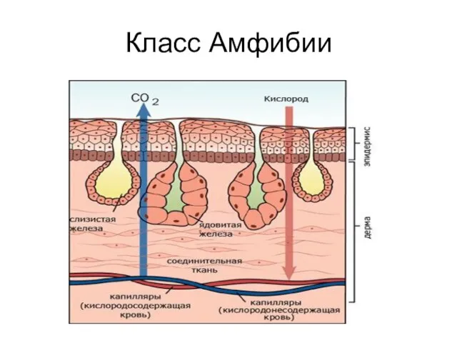 Класс Амфибии