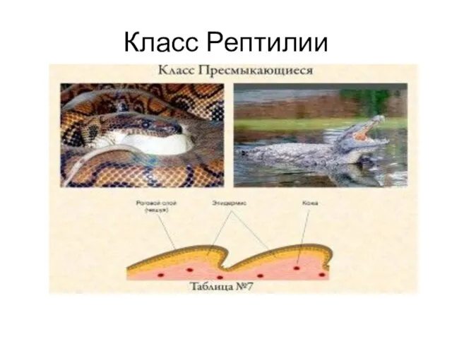 Класс Рептилии