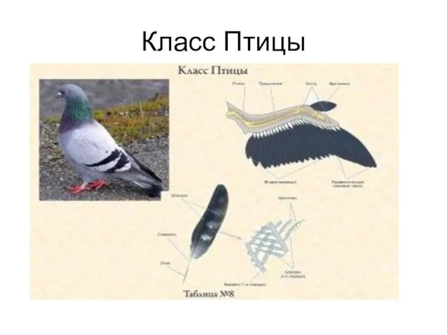 Класс Птицы