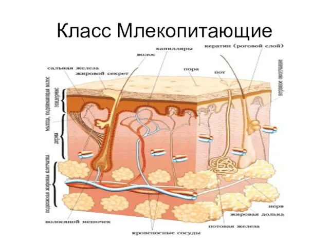 Класс Млекопитающие