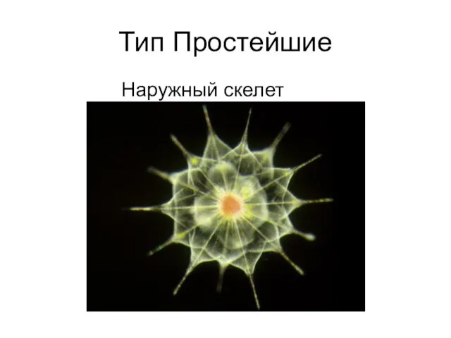 Тип Простейшие Наружный скелет