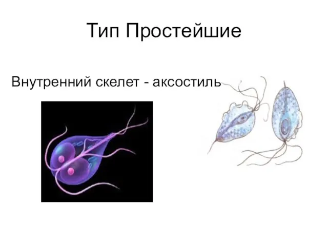 Тип Простейшие Внутренний скелет - аксостиль