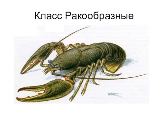 Класс Ракообразные