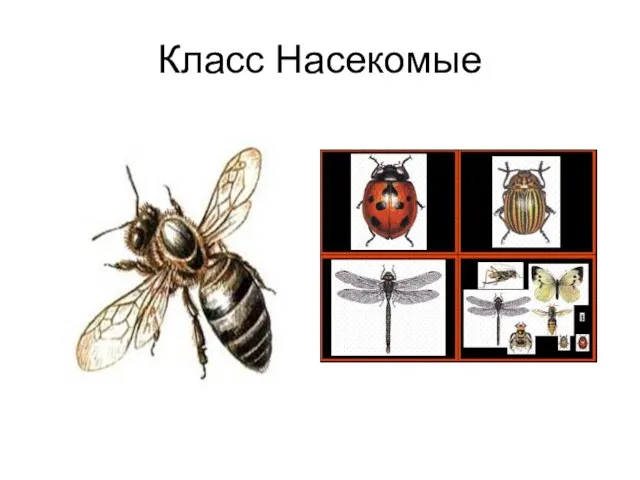 Класс Насекомые