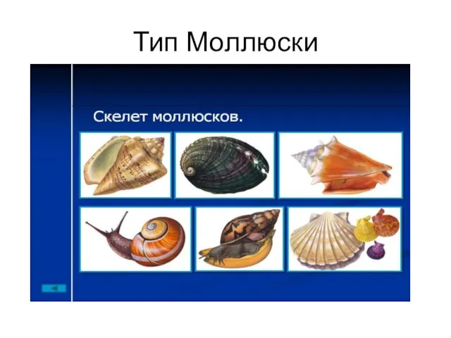 Тип Моллюски