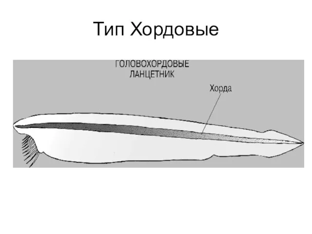 Тип Хордовые