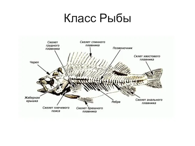 Класс Рыбы