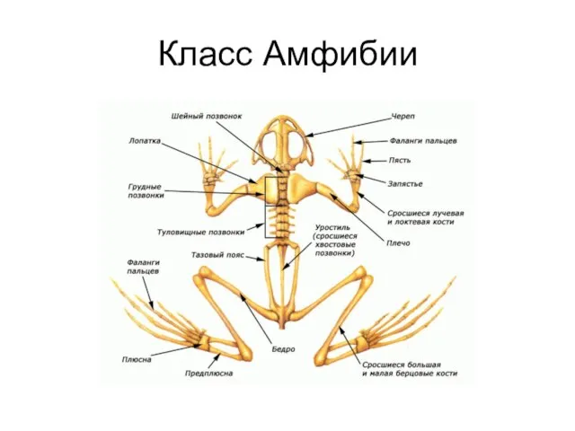 Класс Амфибии