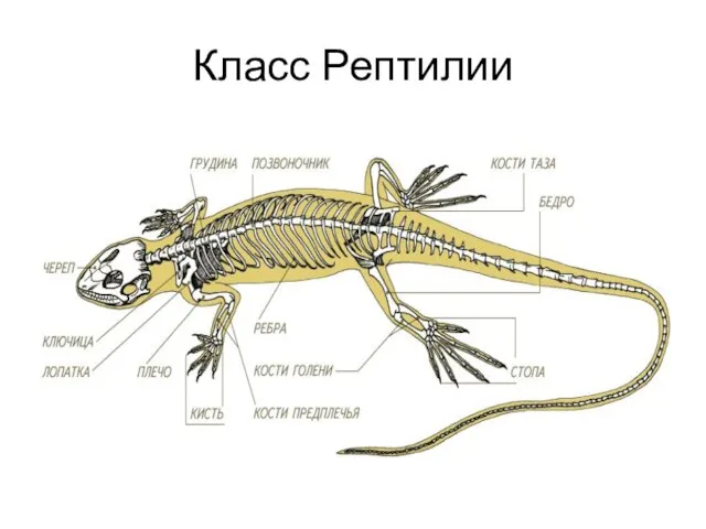 Класс Рептилии