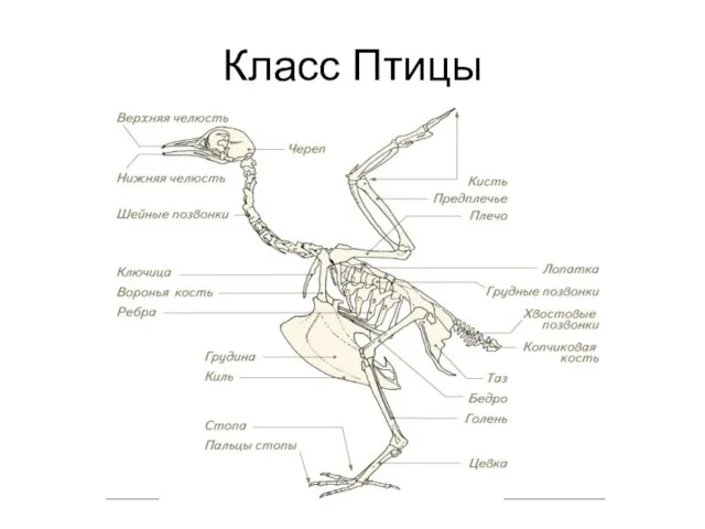 Класс Птицы