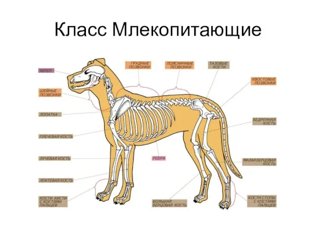 Класс Млекопитающие