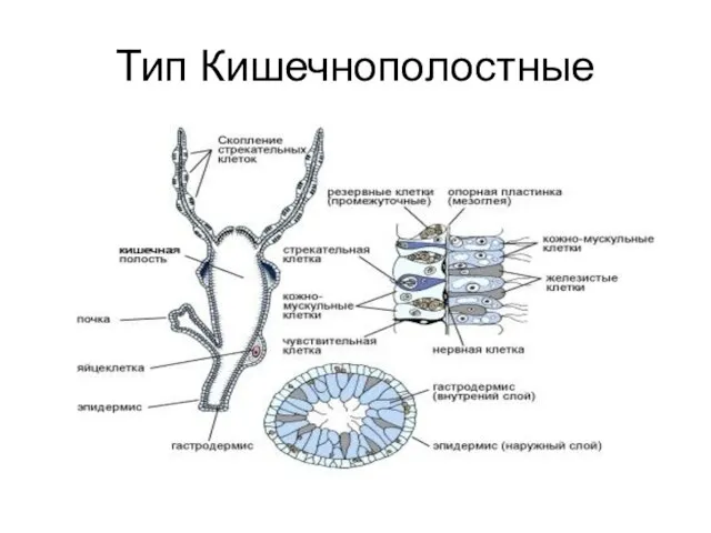 Тип Кишечнополостные