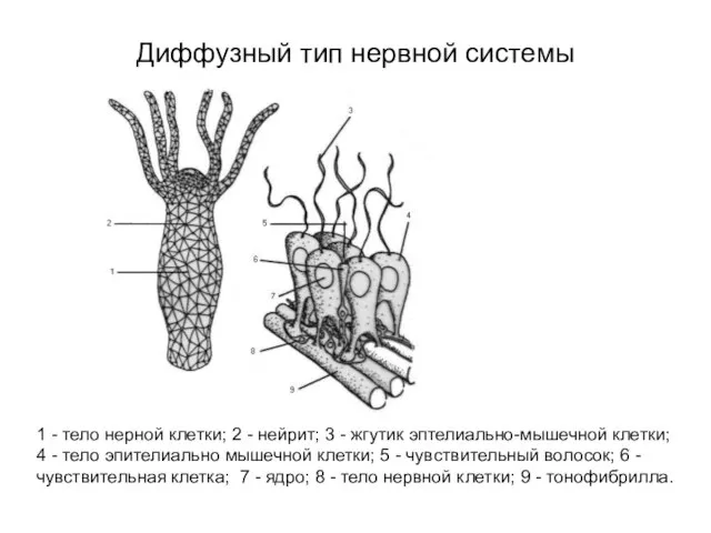 Диффузный тип нервной системы 1 - тело нерной клетки; 2 - нейрит;