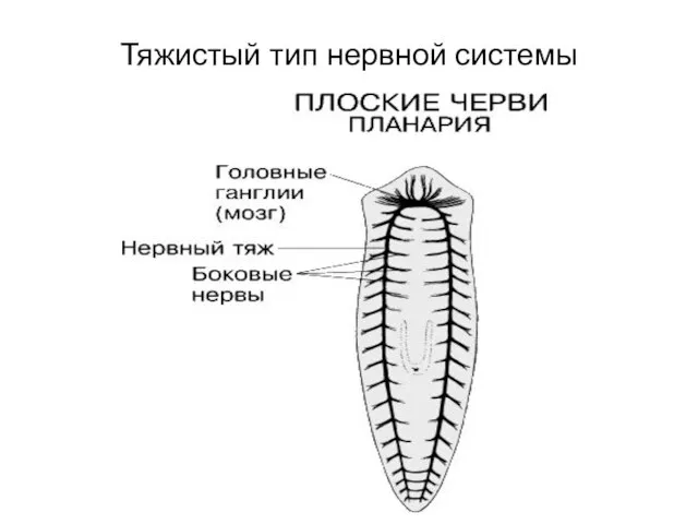 Тяжистый тип нервной системы