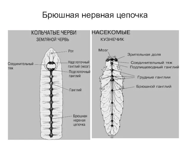 Брюшная нервная цепочка