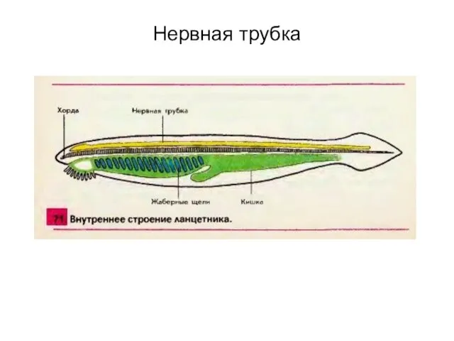 Нервная трубка