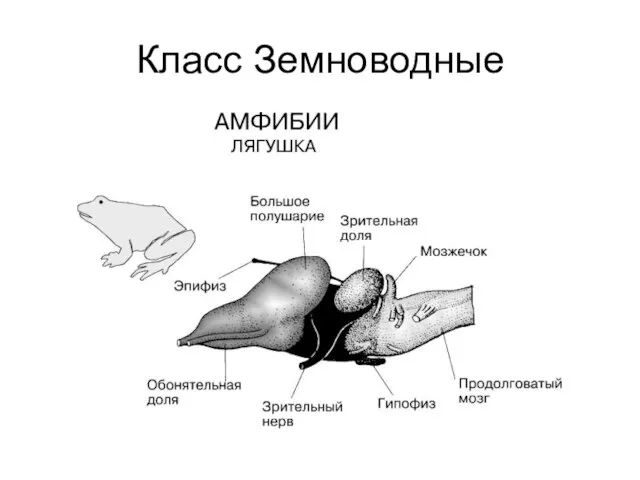 Класс Земноводные