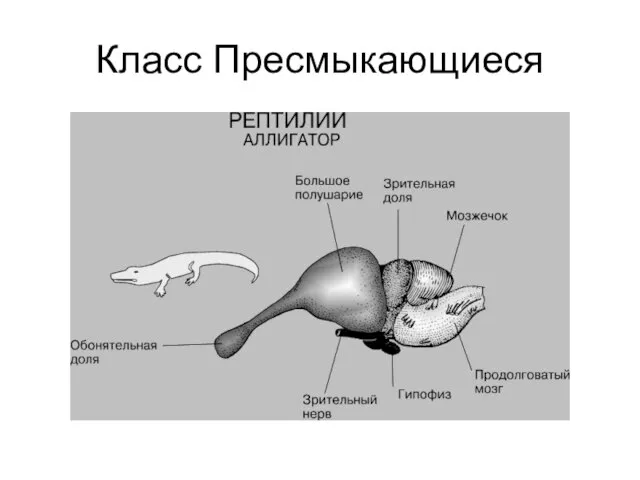 Класс Пресмыкающиеся