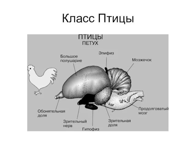 Класс Птицы