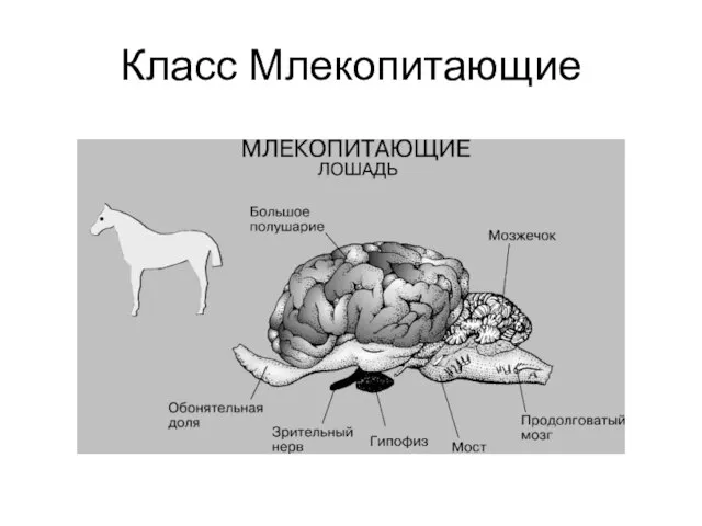 Класс Млекопитающие