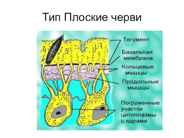 Тип Плоские черви