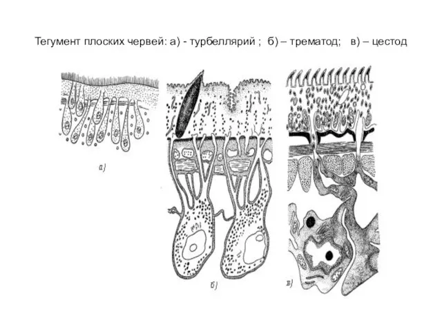 Тегумент плоских червей: а) - турбеллярий ; б) – трематод; в) – цестод
