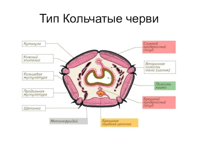 Тип Кольчатые черви