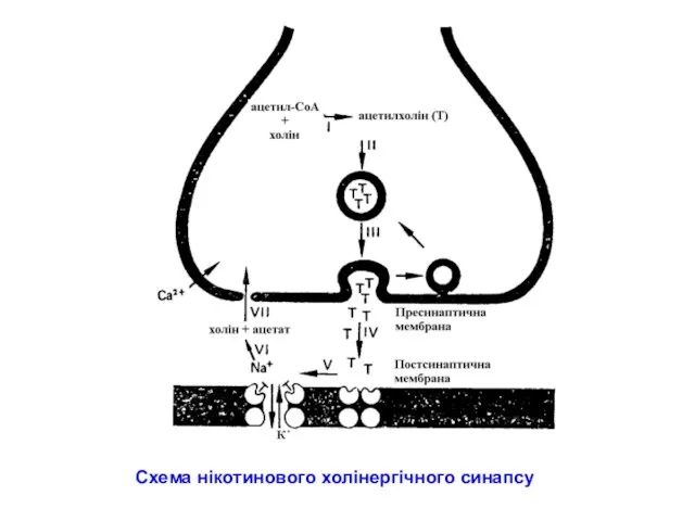 Схема нікотинового холінергічного синапсу