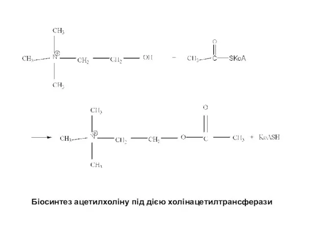 Біосинтез ацетилхоліну під дією холінацетилтрансферази