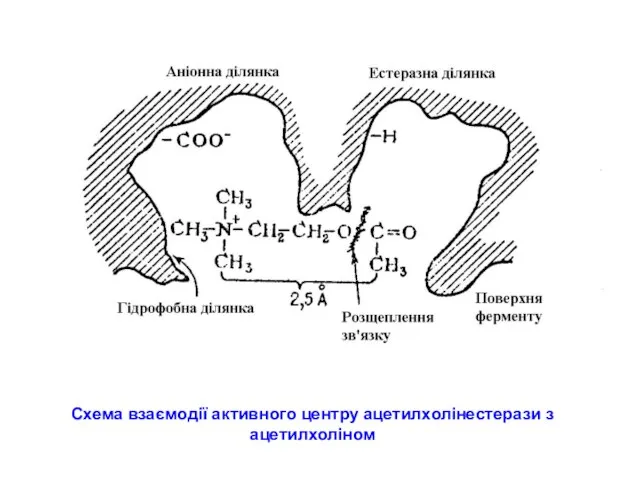 Схема взаємодії активного центру ацетилхолінестерази з ацетилхоліном