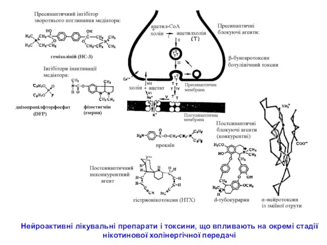 Нейроактивні лікувальні препарати і токсини, що впливають на окремі стадії нікотинової холінергічної передачі