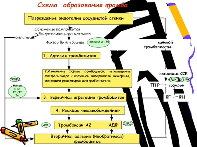 Схема образования тромба Повреждение эндотелия сосудистой стенки Обнажение компонентов субэндотелиального матрикса Фактор