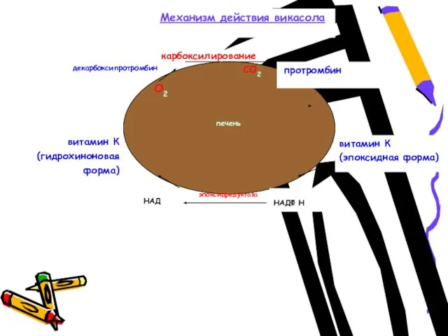витамин К (гидрохиноновая форма) эпоксидредуктаза О2 декарбоксипротромбин протромбин карбоксилирование СО2 НАДФ Н