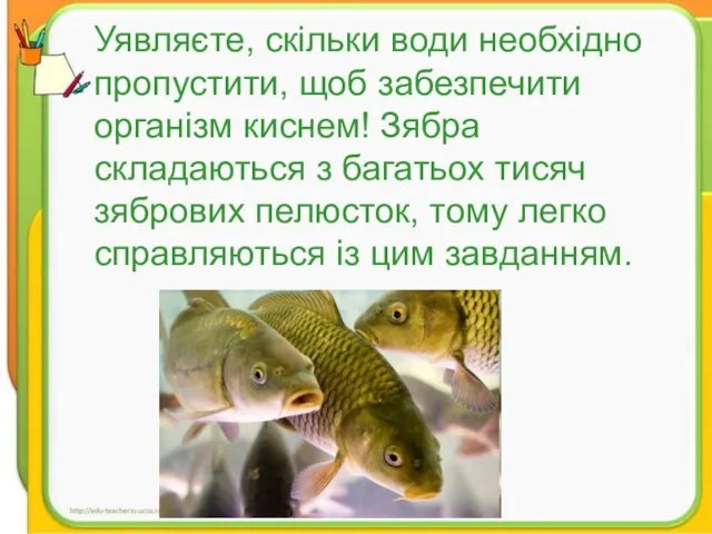 Уявляєте, скільки води необхідно пропустити, щоб забезпечити організм киснем! Зябра складаються з