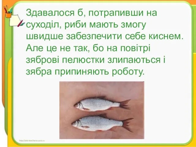 Здавалося б, потрапивши на суходіл, риби мають змогу швидше забезпечити себе киснем.